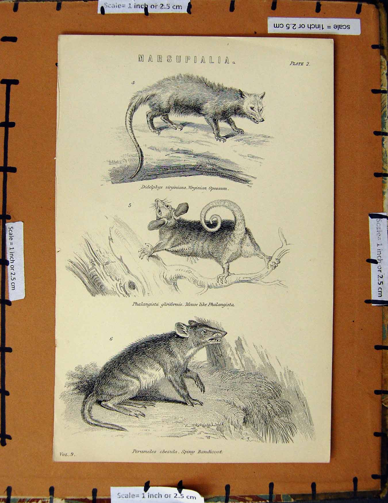 Original Old Antique Print C1800-1870 Marsupialia Opossum Bandicoot 19th