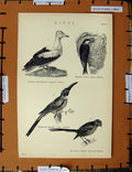 Original Old Antique Print C1800-1870 Birds Martin Vulture Titmouse 19th