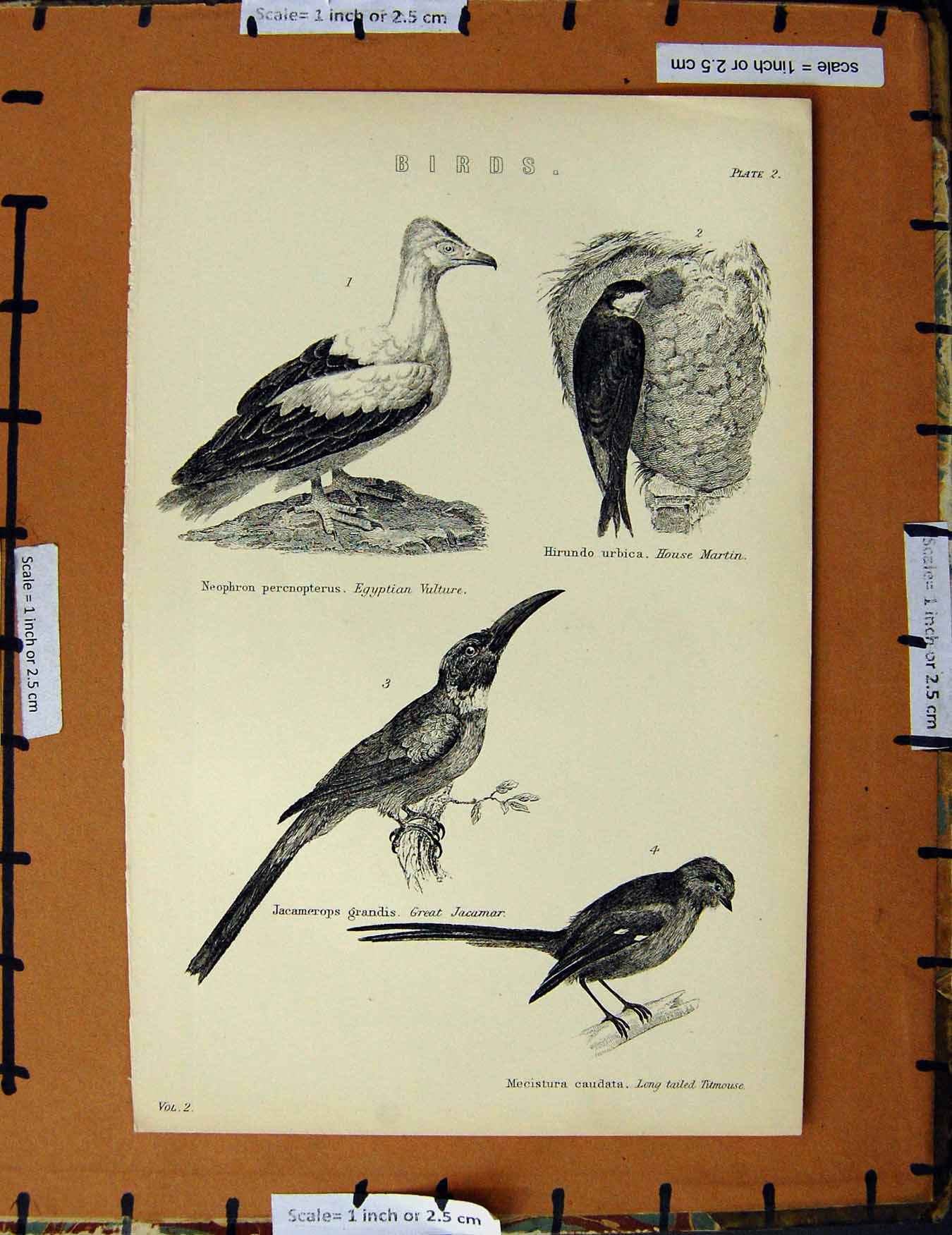 Original Old Antique Print C1800-1870 Birds Martin Vulture Titmouse 19th