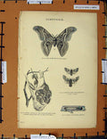 Original Old Antique Print C1800-1870 Bombycidae Silk Worm Moth Napoleonic Era