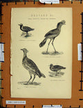 Original Old Antique Print C1800-1870 Bustard Birds Piper Plover 19th Century