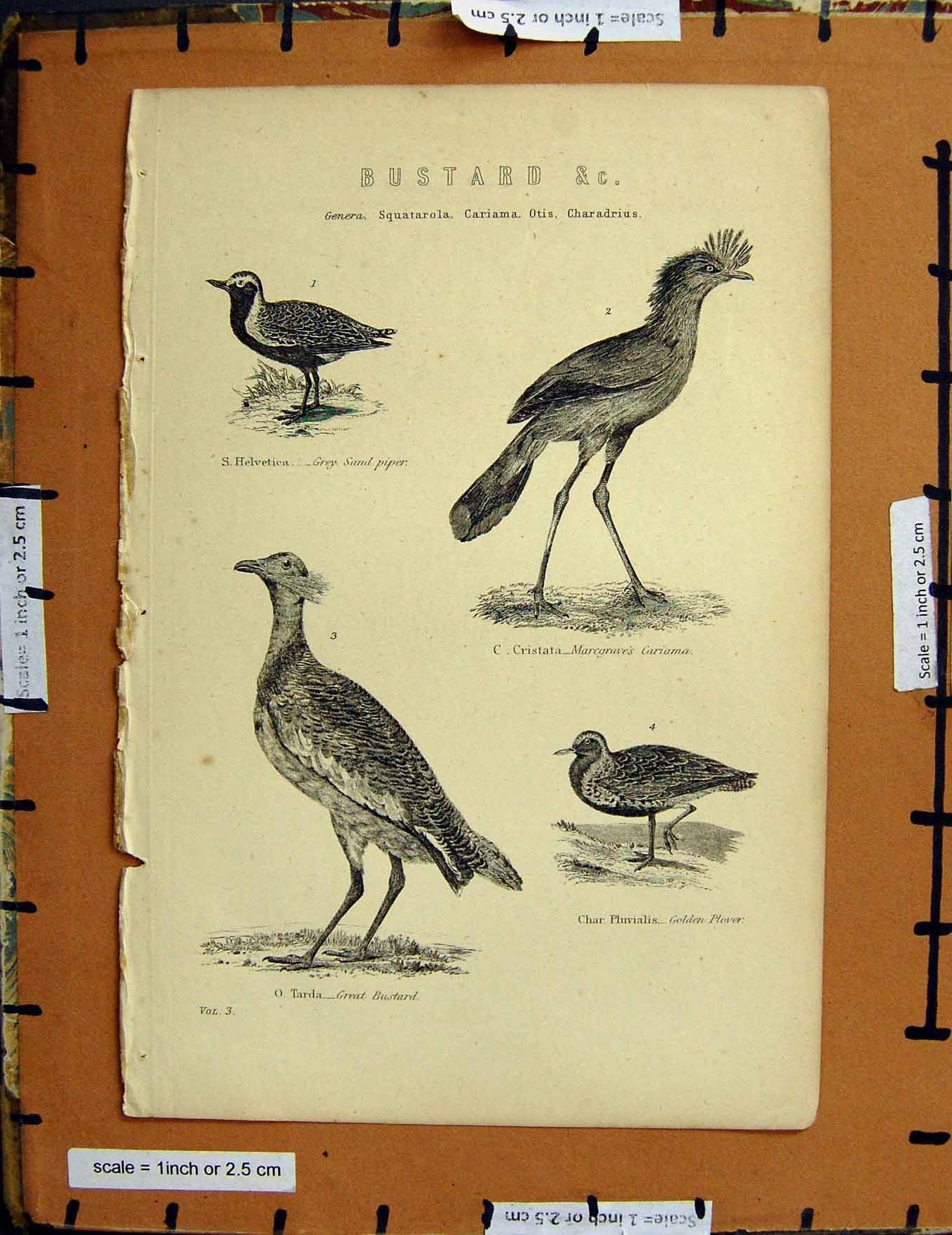 Original Old Antique Print C1800-1870 Bustard Birds Piper Plover 19th Century