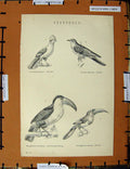Original Old Antique Print C1800-1870 Cuckoo Birds Toucan Aracari 19th Century