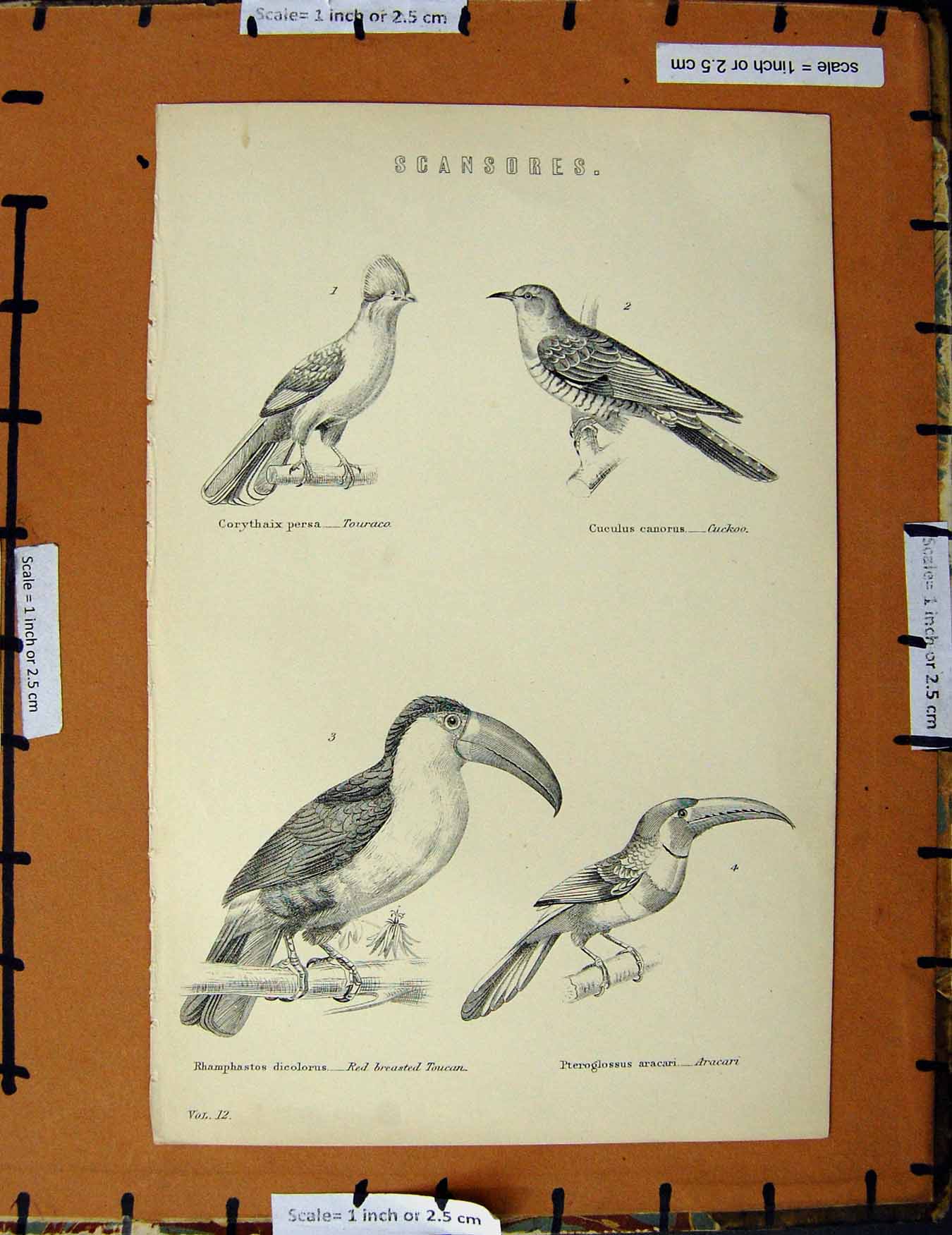 Original Old Antique Print C1800-1870 Cuckoo Birds Toucan Aracari 19th Century