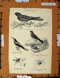 Original Old Antique Print C1800-1870 Common Goat Sucker Birds Nest 19th