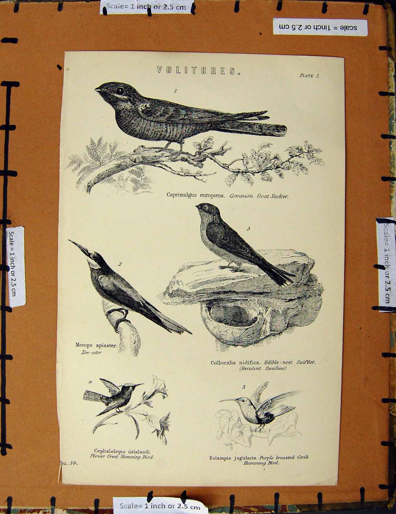 Original Old Antique Print C1800-1870 Common Goat Sucker Birds Nest 19th