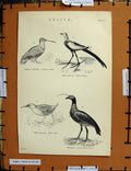 Original Old Antique Print C1800-1870 Common Snipe Bird Water Rail 19th Century