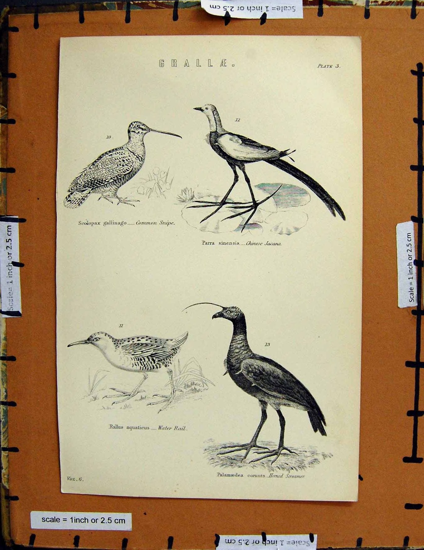 Original Old Antique Print C1800-1870 Common Snipe Bird Water Rail 19th Century