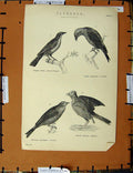 Original Old Antique Print C1800-1870 Passeres Birds Skylark Ortolan 19th