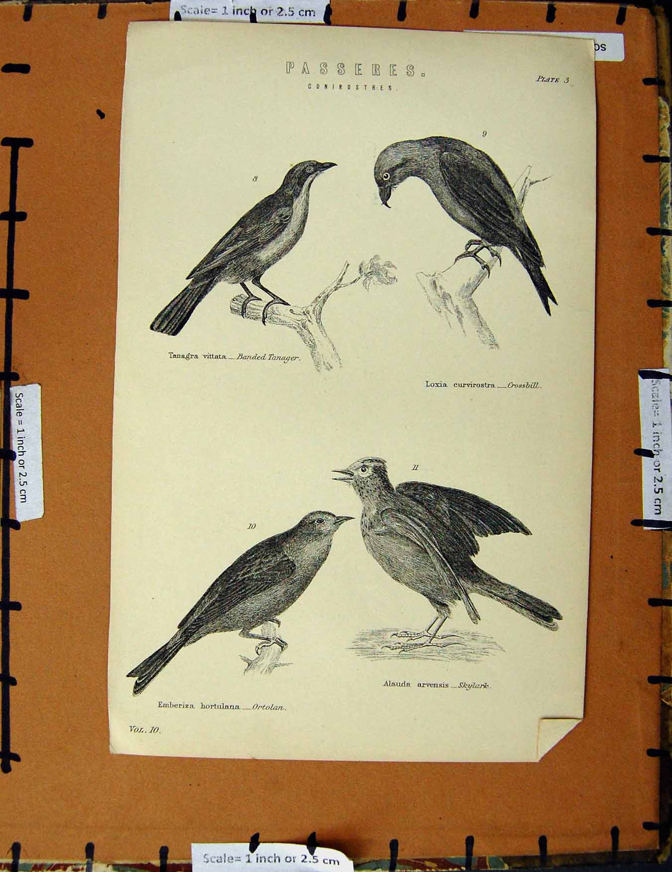 Original Old Antique Print C1800-1870 Passeres Birds Skylark Ortolan 19th