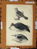 Original Old Antique Print C1800-1870 Pigi Wryneck Woodpecker Birds 19th