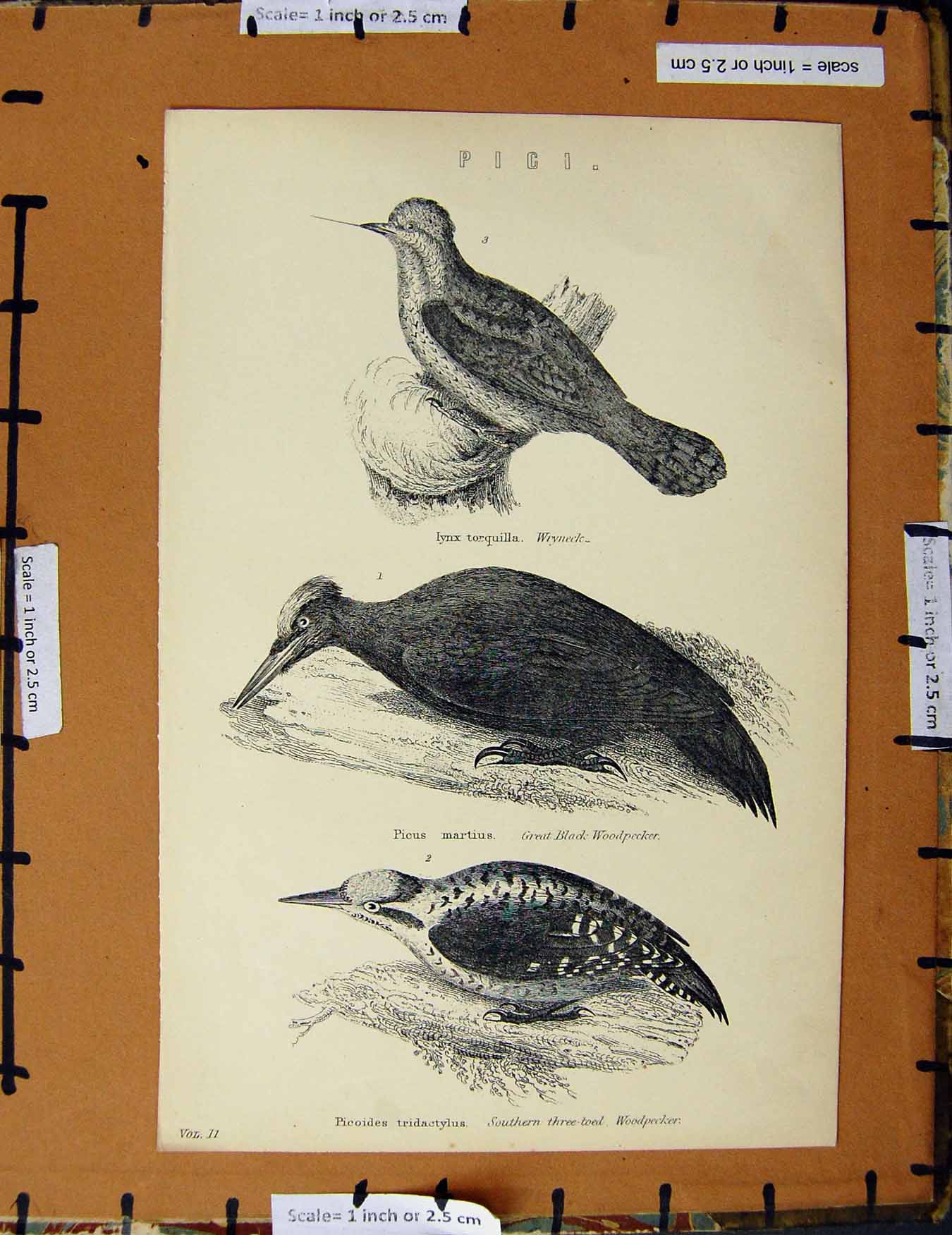 Original Old Antique Print C1800-1870 Pigi Wryneck Woodpecker Birds 19th