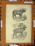 Original Old Antique Print C1800-1870 Gnou Antelope Whitefooted Napoleonic Era