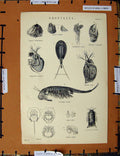 Original Old Antique Print C1800-1870 Crustacea Pulex Stagnalis Napoleonic Era
