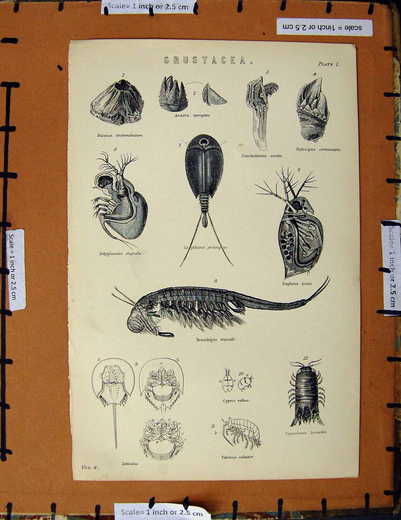 Original Old Antique Print C1800-1870 Crustacea Pulex Stagnalis Napoleonic Era