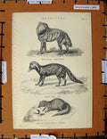 Original Old Antique Print C1800-1870 Striped Hyaena Civet Ichneumon 19th