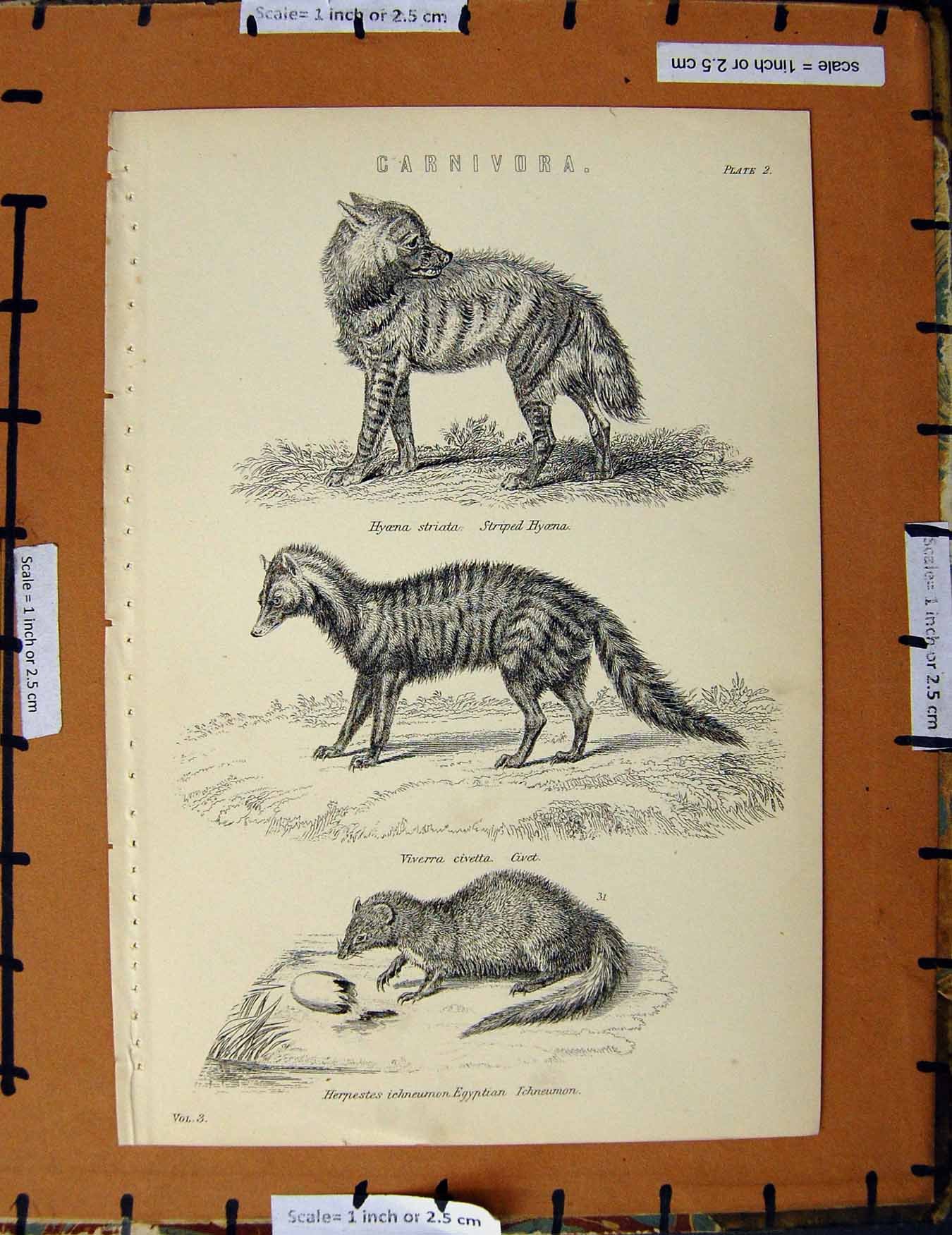 Original Old Antique Print C1800-1870 Striped Hyaena Civet Ichneumon 19th