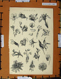 Original Old Antique Print C1800-1870 Corolla Nature Plants Flowers 19th