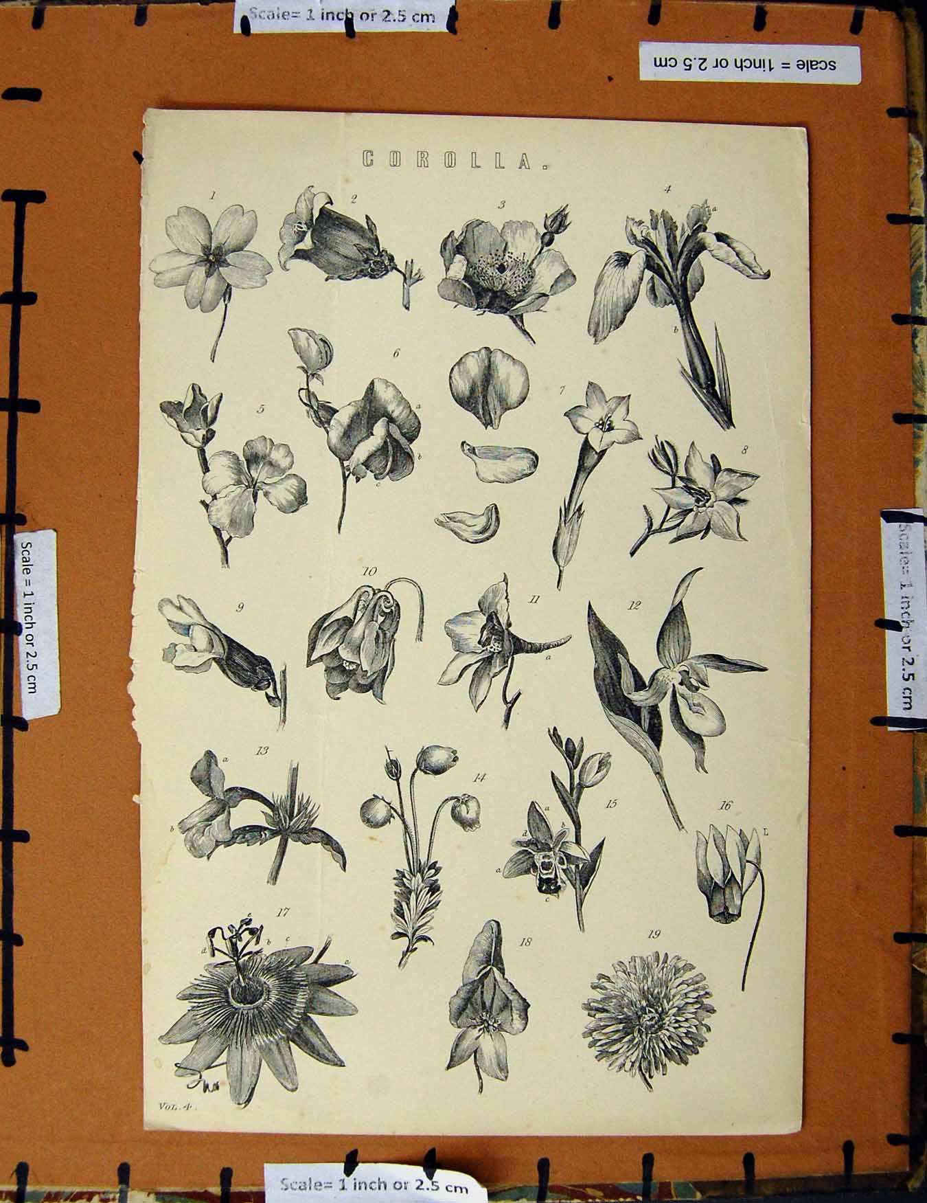 Original Old Antique Print C1800-1870 Corolla Nature Plants Flowers 19th