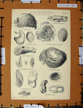 Original Old Antique Print C1800-1870 Gasteropoda Nature Umbrella 19th Century