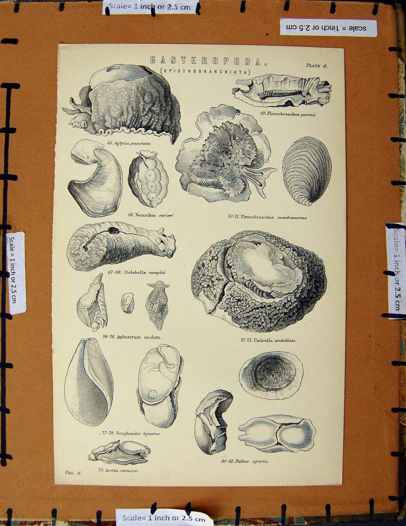 Original Old Antique Print C1800-1870 Gasteropoda Nature Umbrella 19th Century