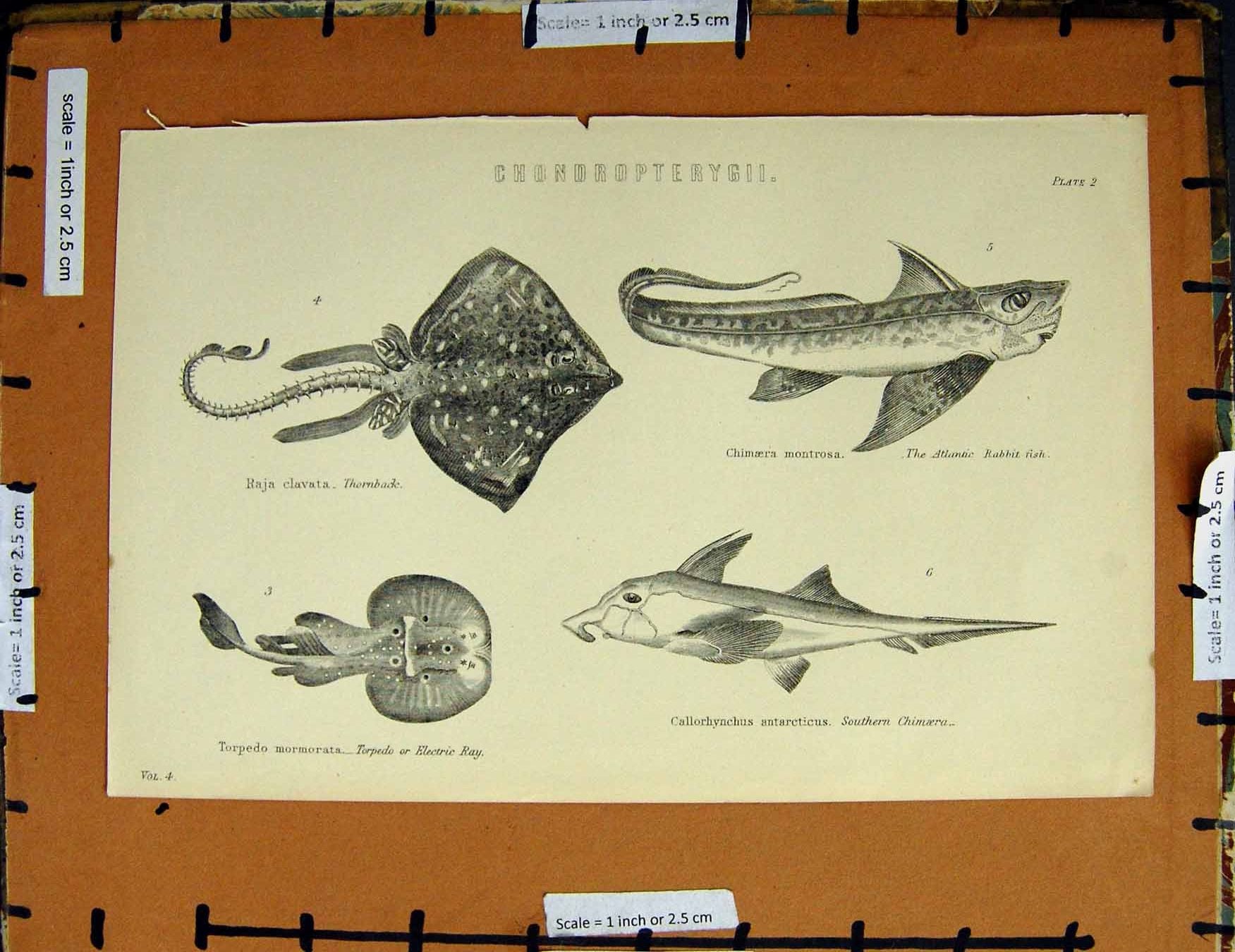 Original Old Antique Print C1800-1870 Thornback Rabbit Fish Torpedo 19th