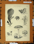 Original Old Antique Print C1800-1870 Cryptogamia Geaster Nature 19th Century