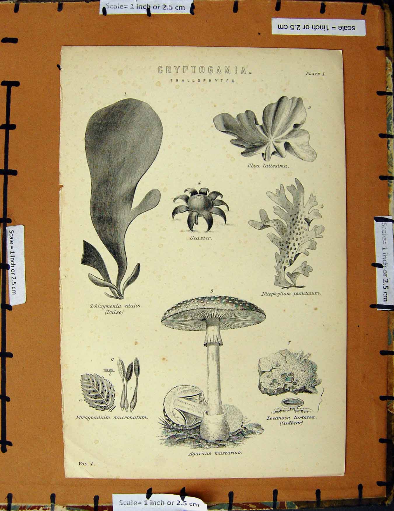 Original Old Antique Print C1800-1870 Cryptogamia Geaster Nature 19th Century