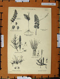 Original Old Antique Print C1800-1870 Cryptogamia Plants Globulifera 19th