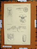 Original Old Antique Print C1800-1870 Hydrazoa Beroe Pelagia Nature 19th