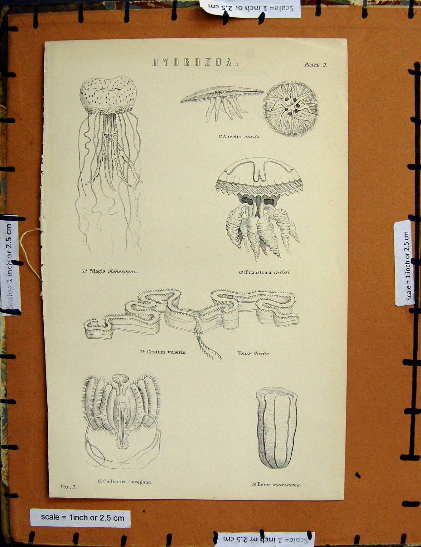 Original Old Antique Print C1800-1870 Hydrazoa Beroe Pelagia Nature 19th