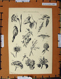 Original Old Antique Print C1800-1870 Inflorescence Nature Plants 19th Century