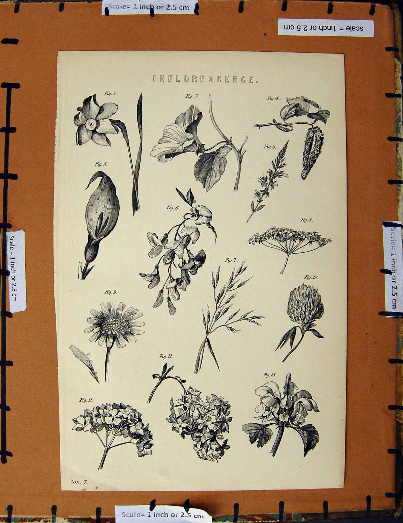 Original Old Antique Print C1800-1870 Inflorescence Nature Plants 19th Century