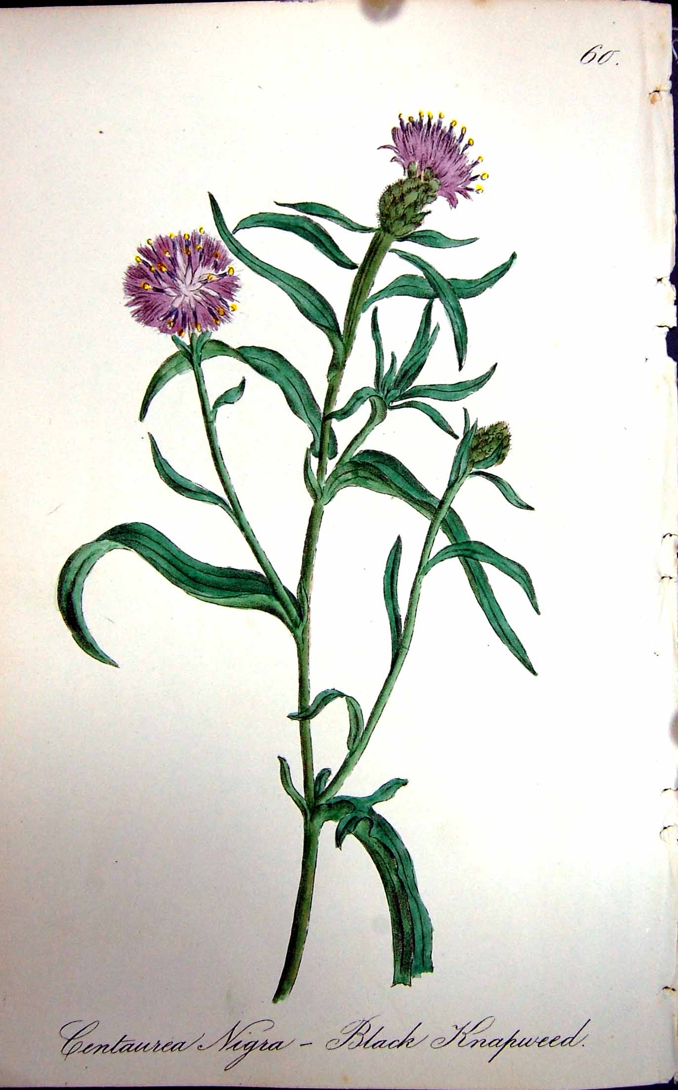 Old Antique Print Flowers C1880 Colour Plate Flora Black Knapweed Plant 19th