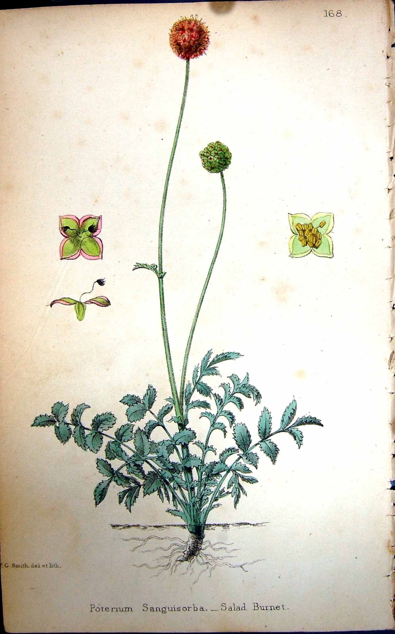 Old Antique Print Flowers C1880 Colour Plate Flora Salad Burnet Poterium 19th