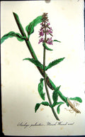 Original Old Antique Print Flowers C1880 Colour Plate Flora Marsh Wound Wort