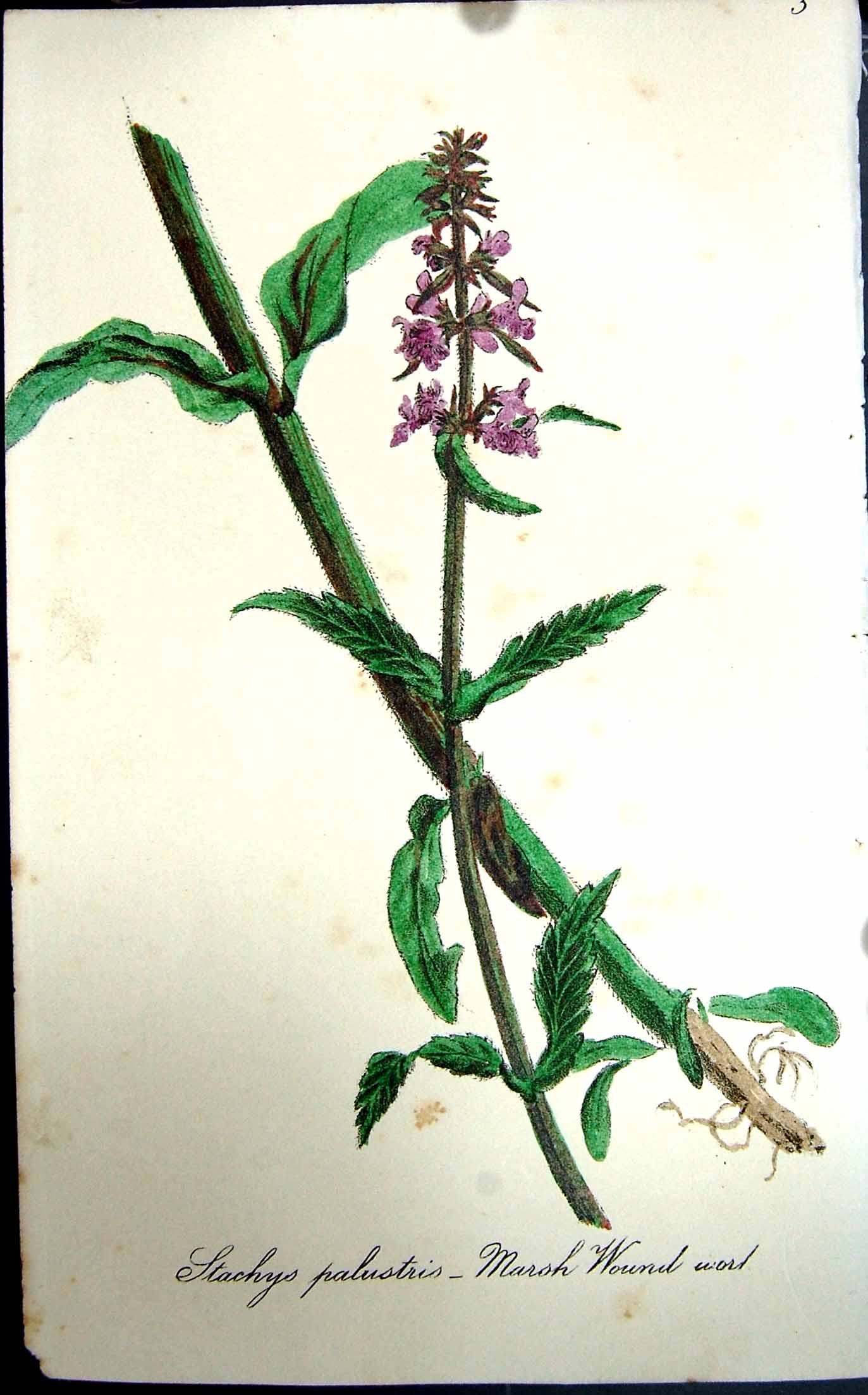 Original Old Antique Print Flowers C1880 Colour Plate Flora Marsh Wound Wort