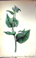 Old Antique Print Flowers C1880 Colour Plate Flora Purple Gromwell Plant 19th