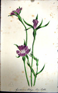 Original Old Antique Print Flowers C1880 Colour Plate Flora Corn Cockle Plant