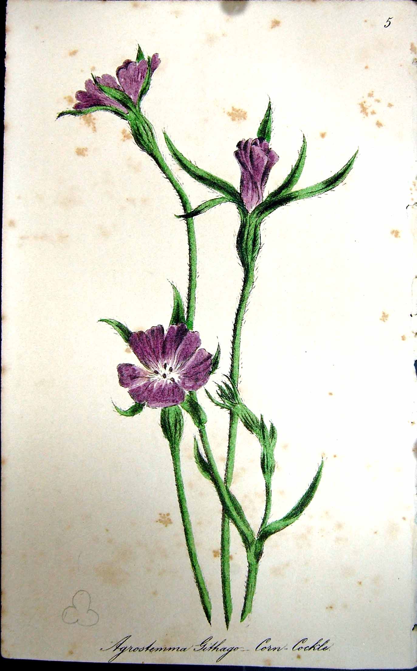 Original Old Antique Print Flowers C1880 Colour Plate Flora Corn Cockle Plant