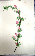 Original Old Antique Print Flowers C1880 Colour Plate Flora Common Rest Harrow