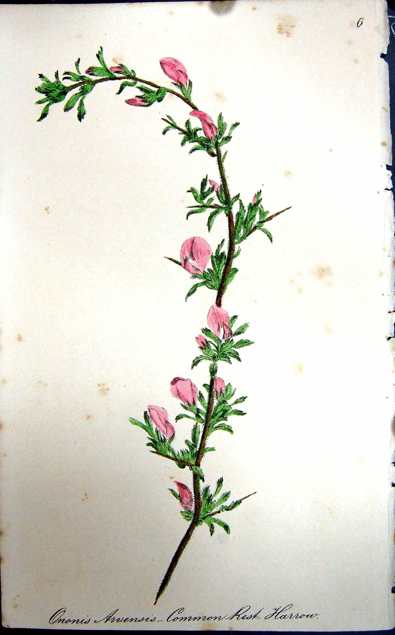 Original Old Antique Print Flowers C1880 Colour Plate Flora Common Rest Harrow