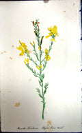 Original Old Antique Print Flowers C1880 Colour Plate Flora Dyers Green Weed
