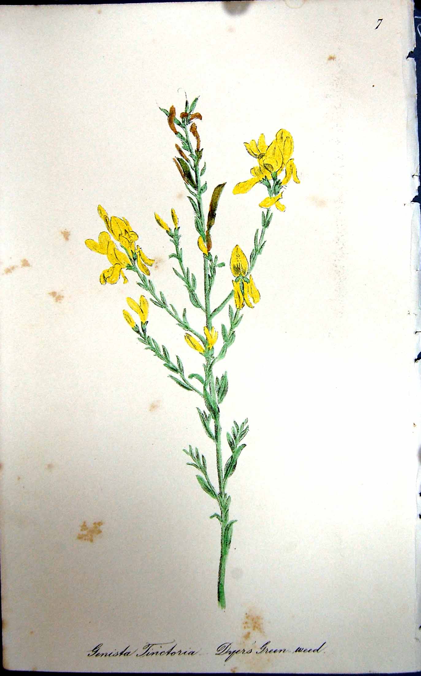 Original Old Antique Print Flowers C1880 Colour Plate Flora Dyers Green Weed