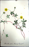 Original Old Antique Print Flowers C1880 Colour Plate Flora Creeping Cinquefoil