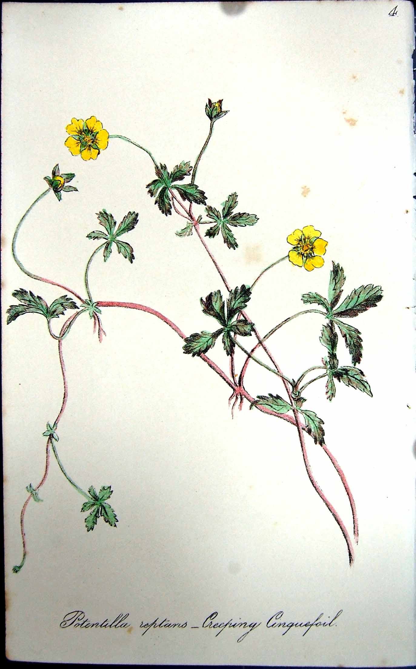 Original Old Antique Print Flowers C1880 Colour Plate Flora Creeping Cinquefoil