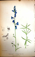 Original Old Antique Print Flowers C1880 Colour Plate Flora Creeping Toad-Flax