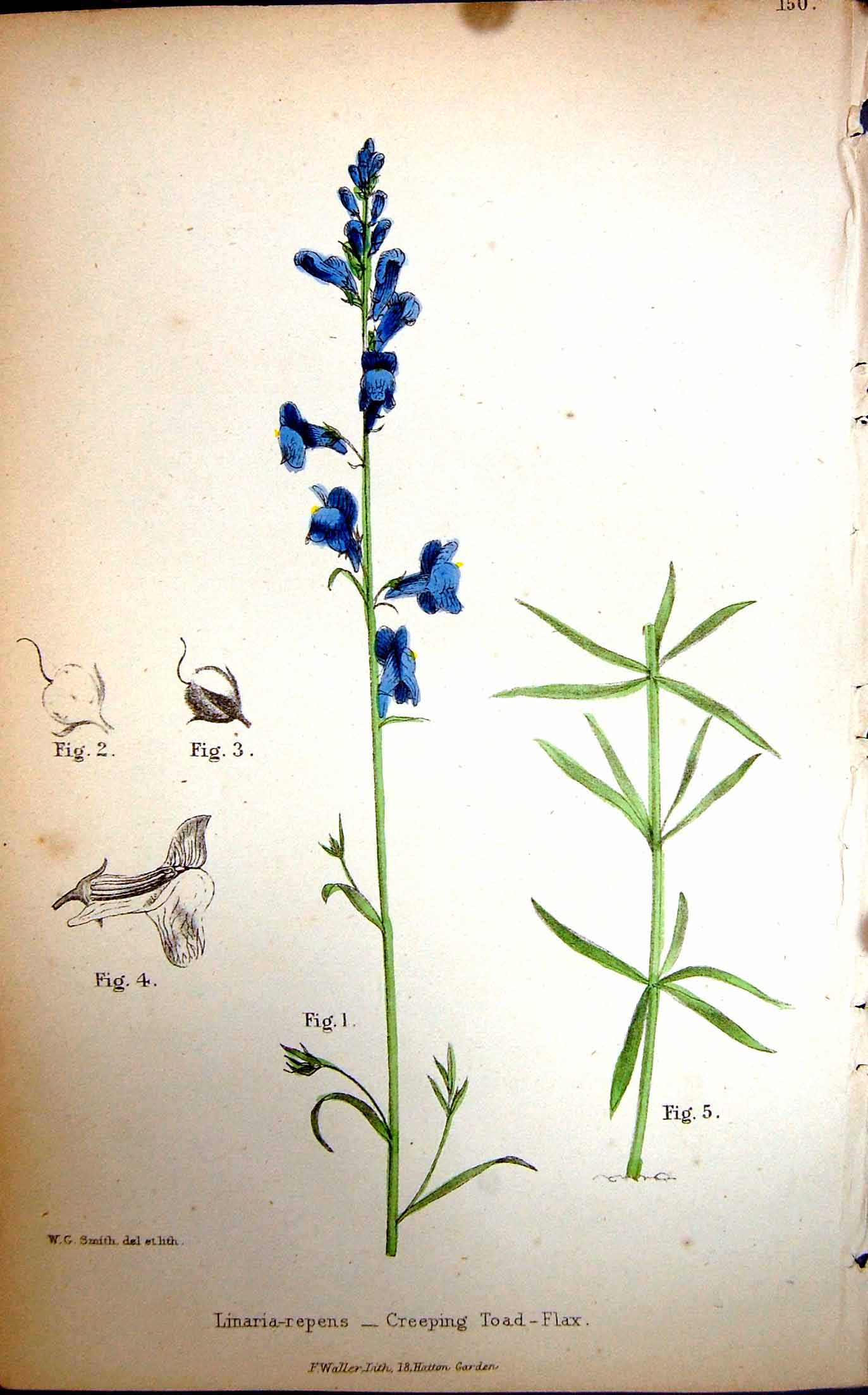 Original Old Antique Print Flowers C1880 Colour Plate Flora Creeping Toad-Flax