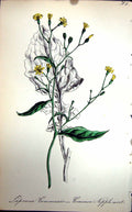 Original Old Antique Print Flowers C1880 Colour Plate Flora Common Nipple-Wort