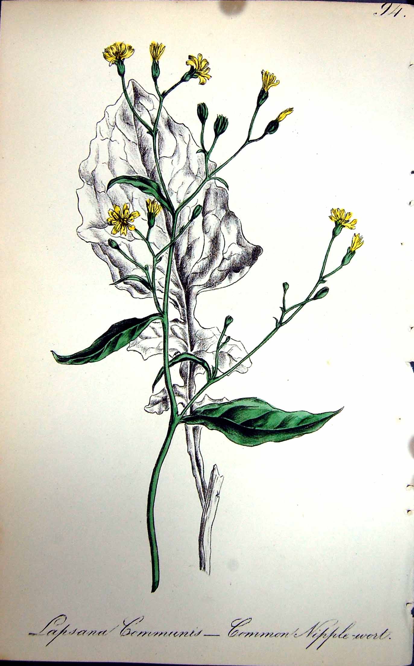Original Old Antique Print Flowers C1880 Colour Plate Flora Common Nipple-Wort